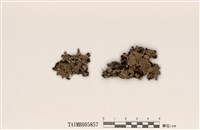 藏品(裸緣梅衣屬)的圖片